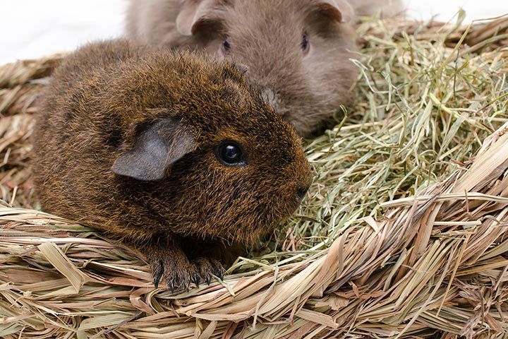 Tiernamen für braune Tiere