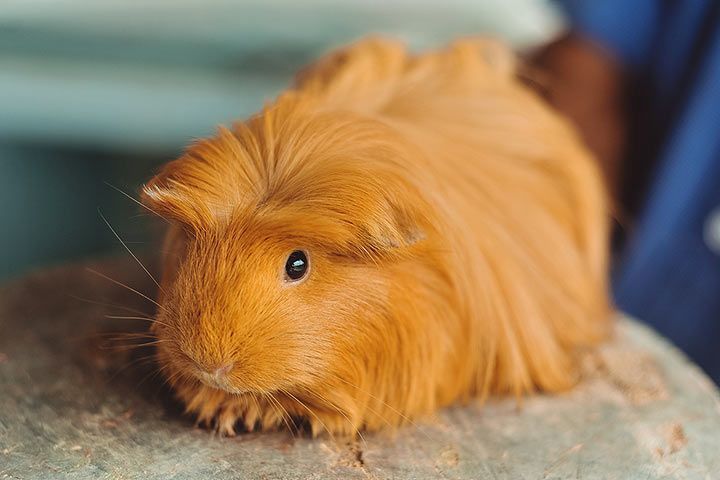 Tiernamen für orange Tiere