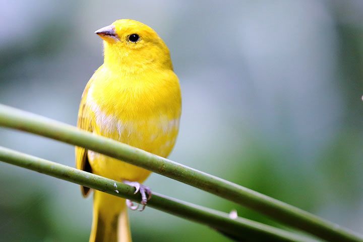 Tiernamen Nach Farbe Gelb