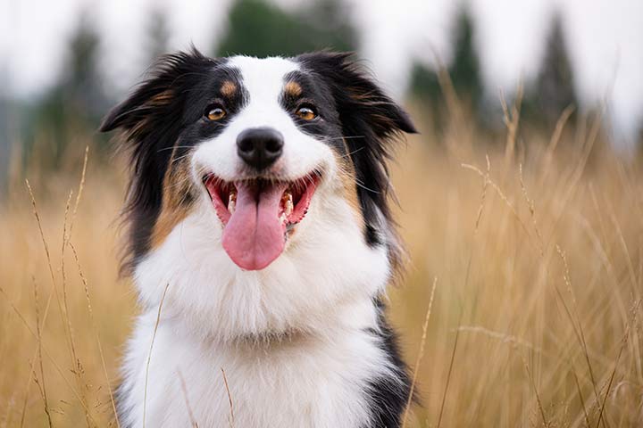 Australian Shepherd