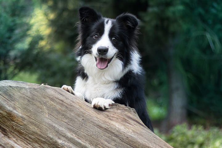 Border Collie