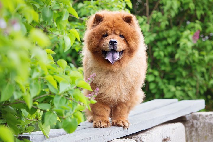 Chow Chow