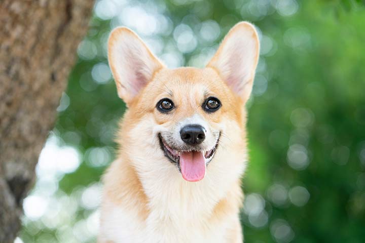 Corgi