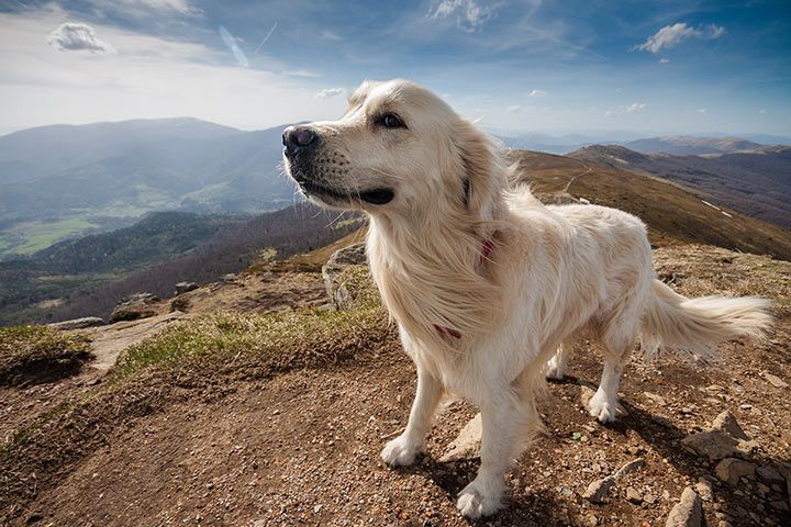 Golden Retriever