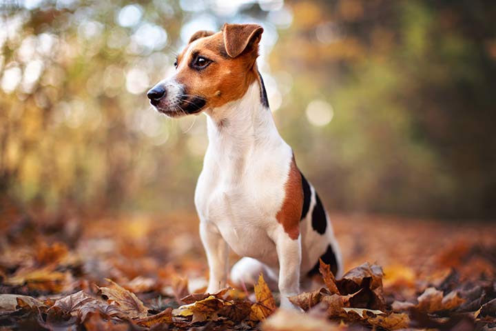 Jack Russell 