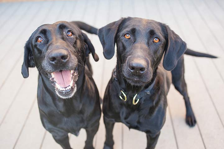 Labrador