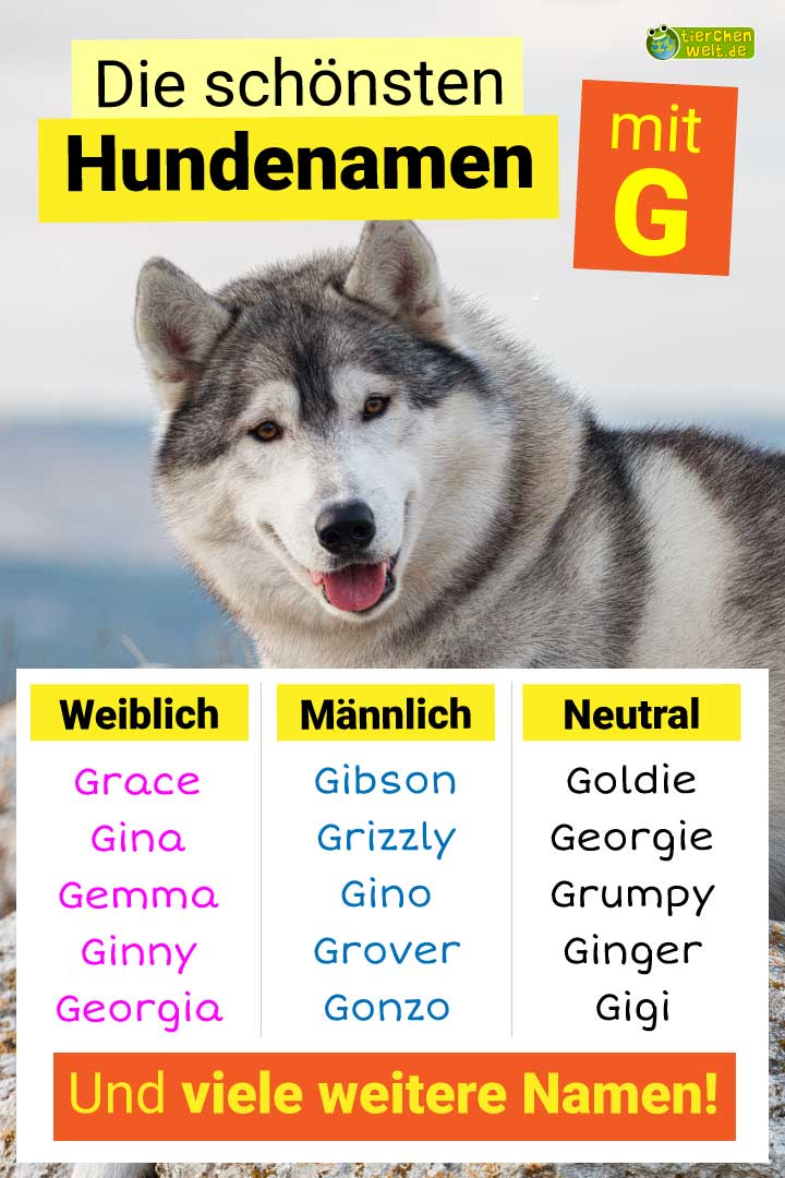 Die schönsten Hundenamen mit Buchstabe G