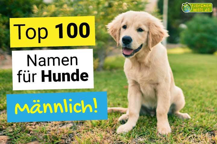 Top 100 männliche Hundenamen