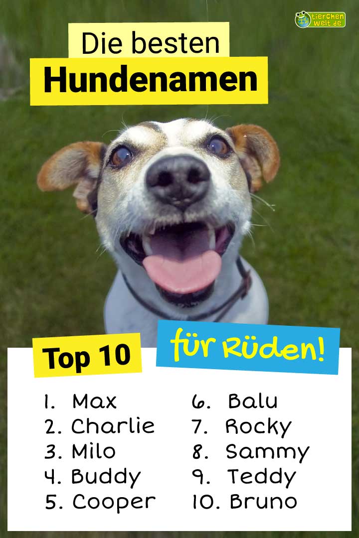 Top 10 Namen für Rüden