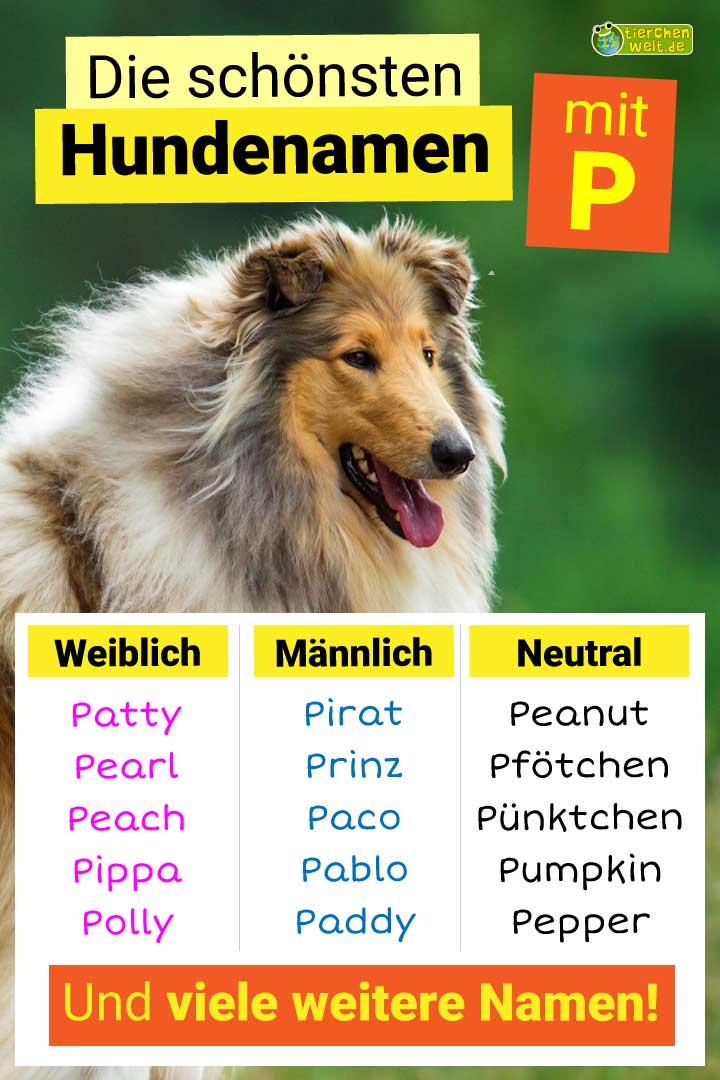 Die schönsten Hundenamen mit Buchstabe P