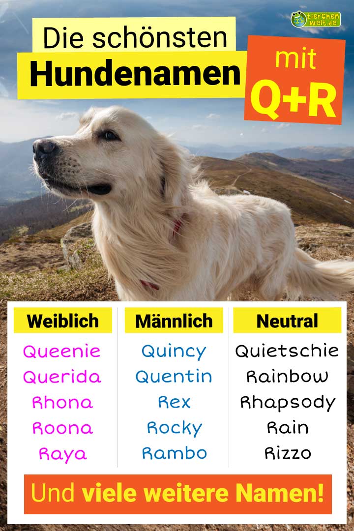 Die schönsten Hundenamen mit Buchstabe Q und R