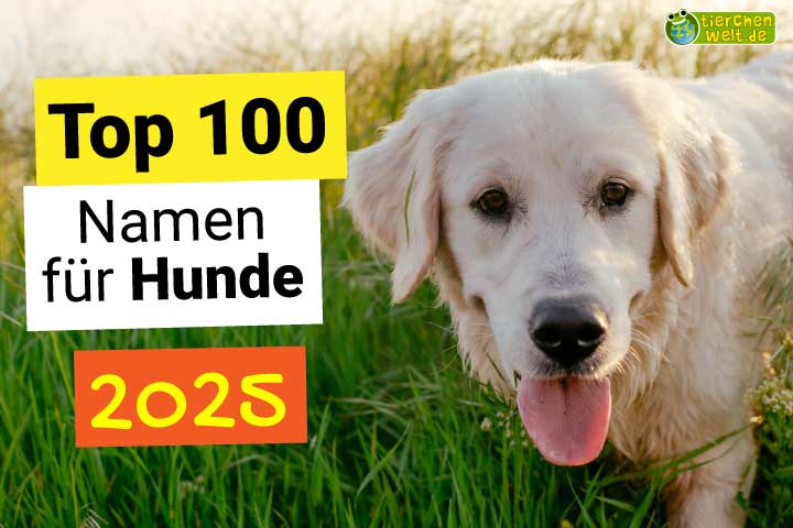 Top 100 Namen für Hunde