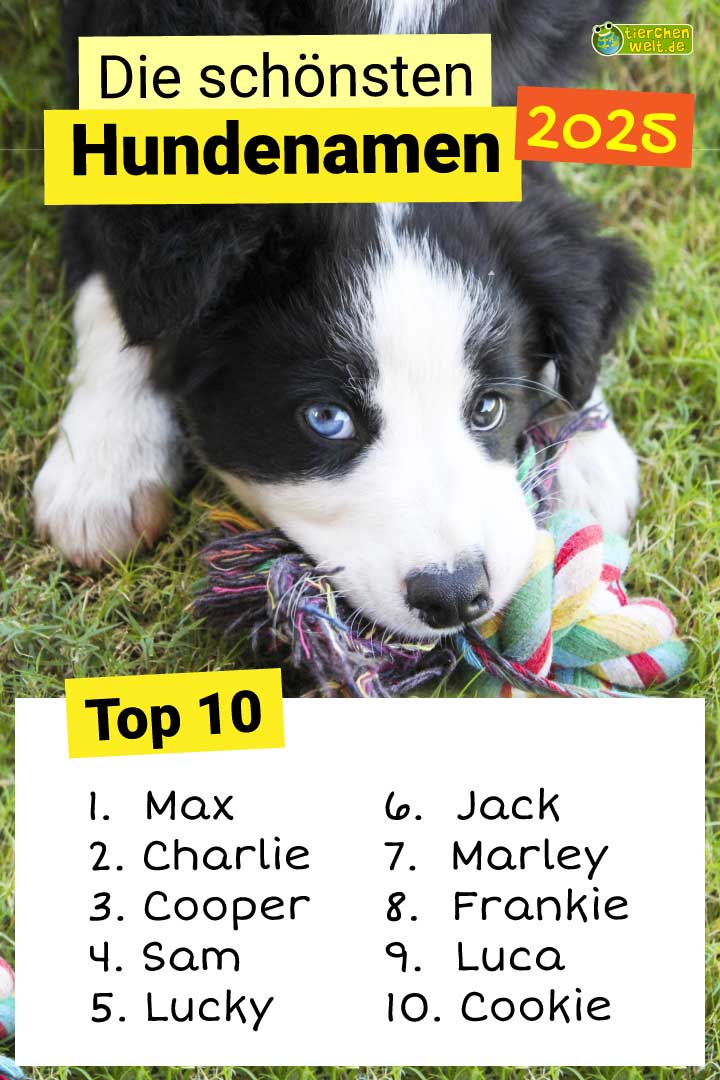 Top 10 Namen für Hunde