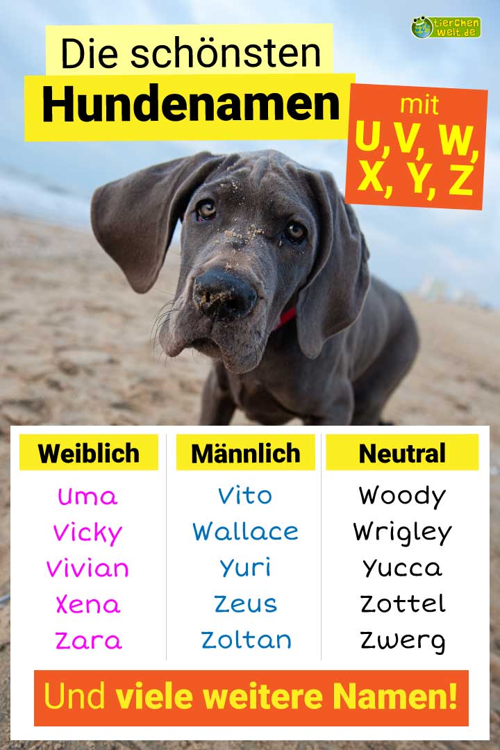 Die schönsten Hundenamen mit Buchstabe U, V, W, X, Y und Z