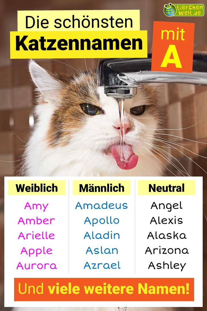 Die besten Katzennamen mit Buchstabe A
