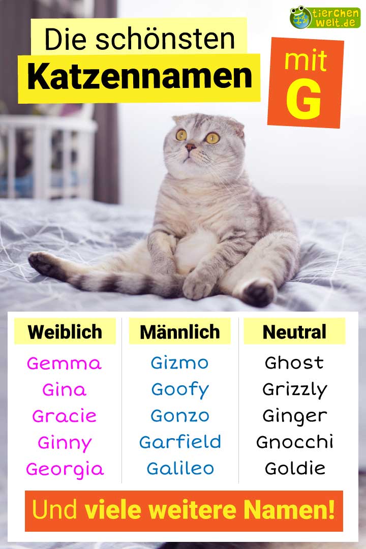 Die besten Katzennamen mit Buchstabe G