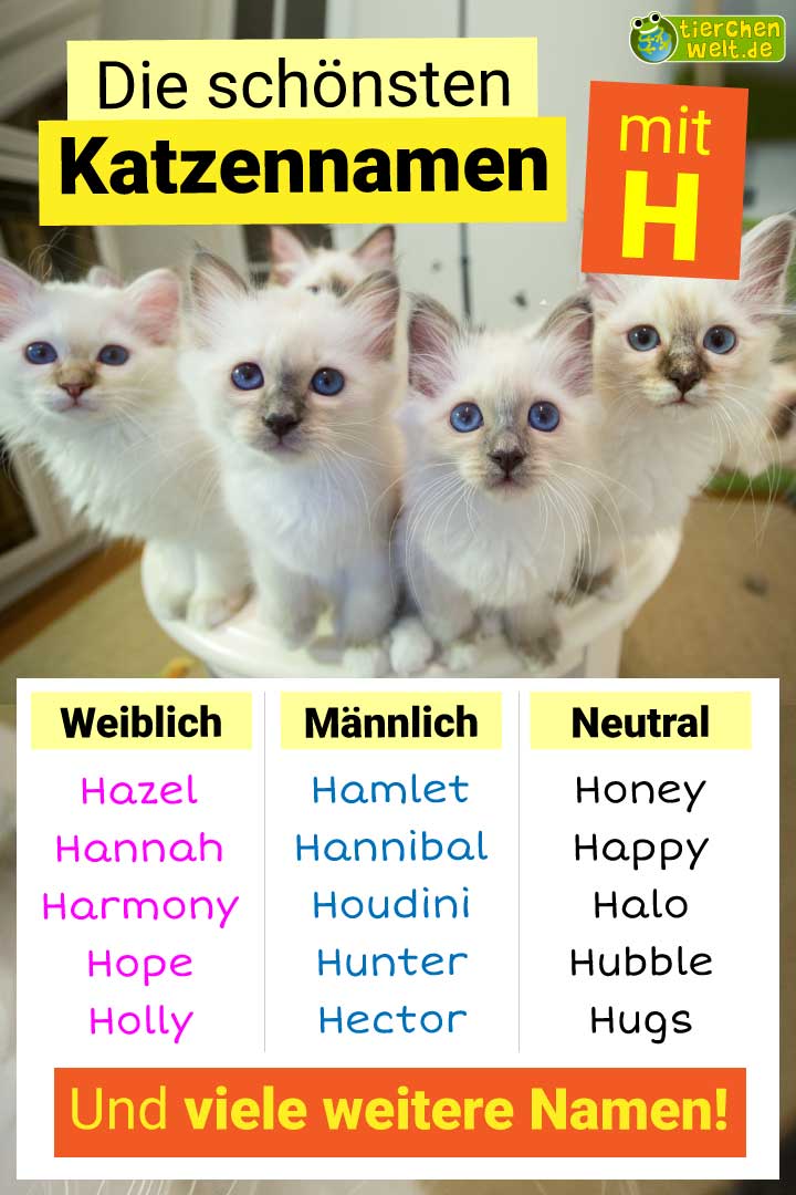 Die besten Katzennamen mit Buchstabe H