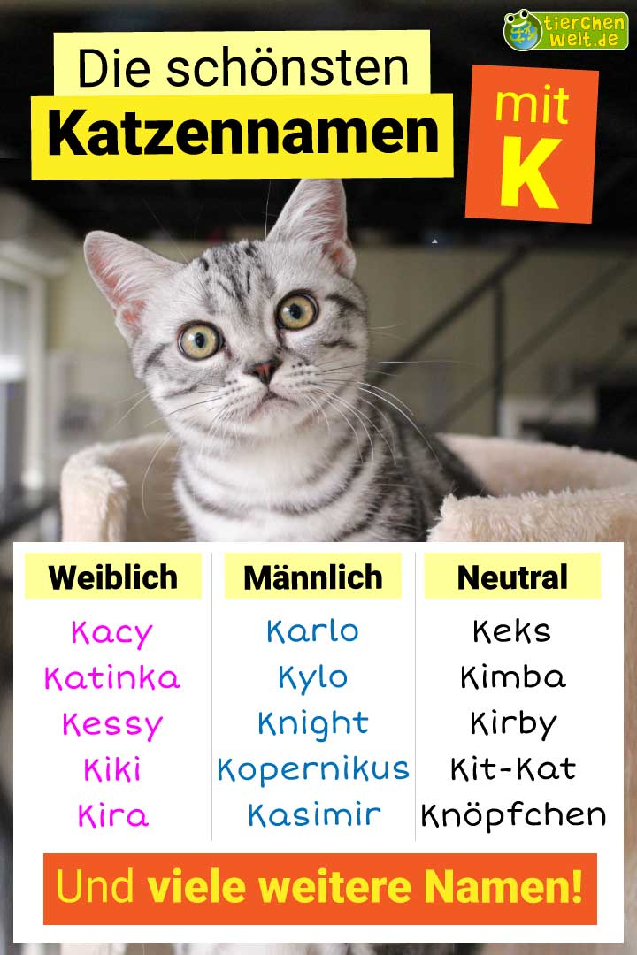 Die besten Katzennamen mit Buchstabe K