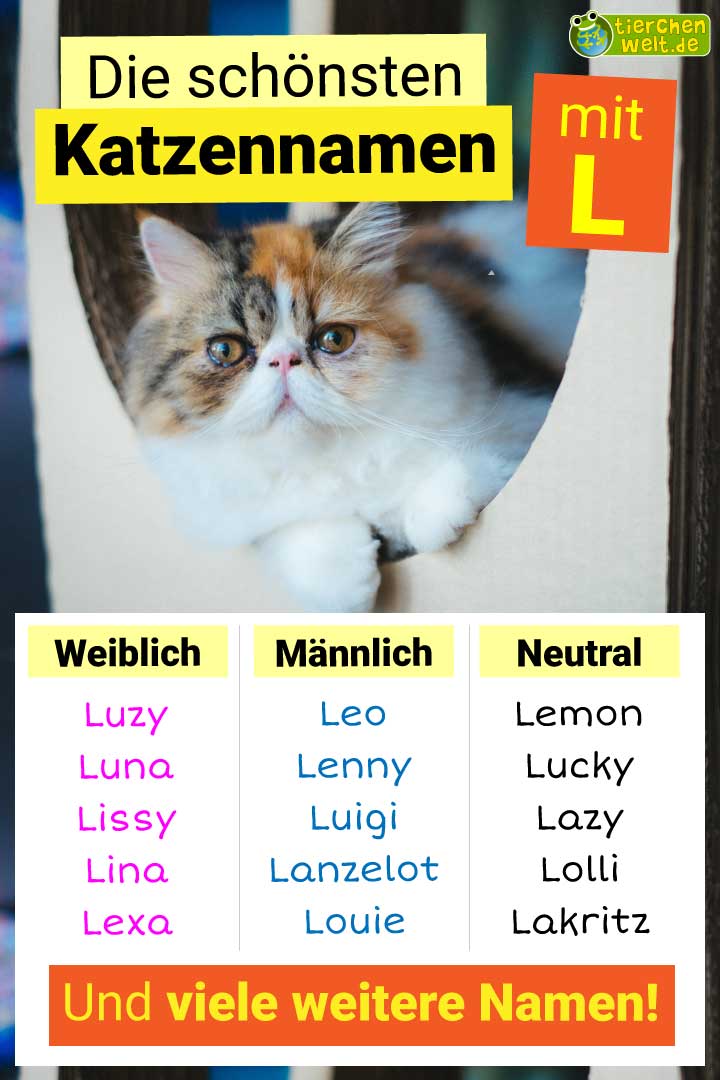 Die besten Katzennamen mit Buchstabe L