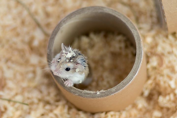 Weibchen hamsternamen ᐅ Tiernamen