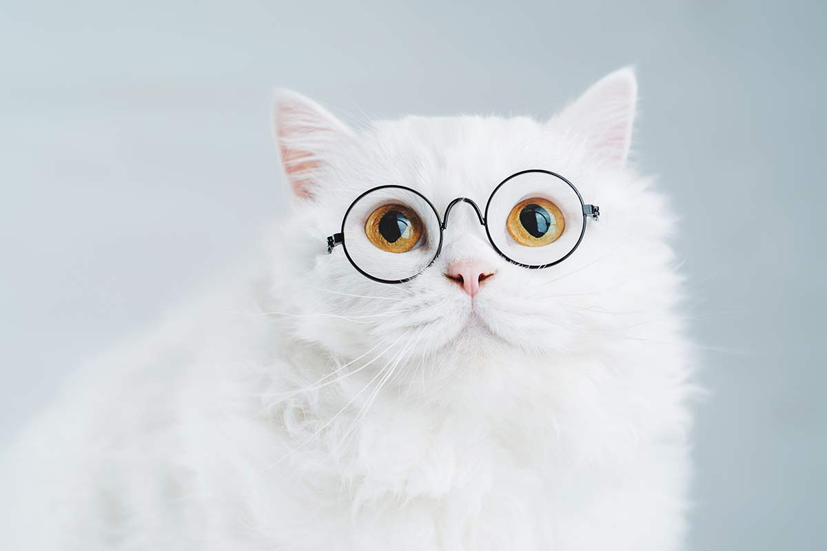 Intelligente Katze