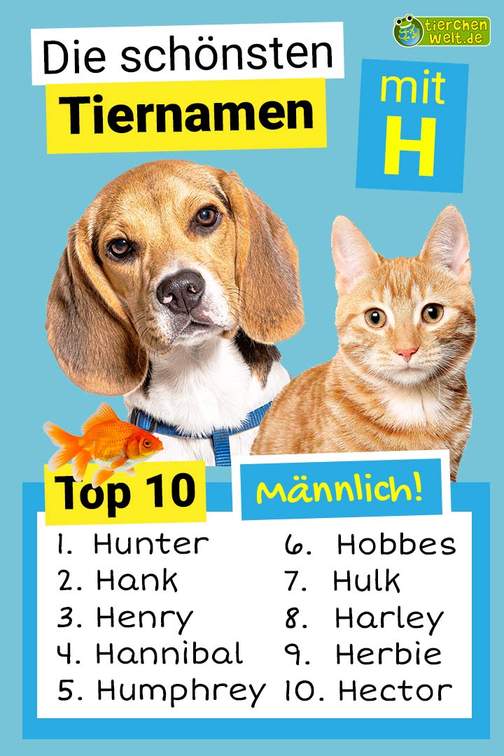 Die schönsten männlichen Tiernamen mit H