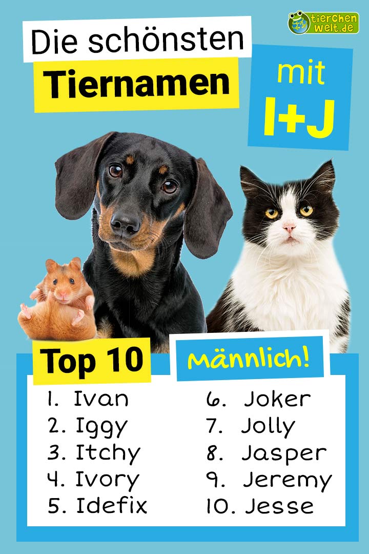 Die schönsten männlichen Tiernamen mit I und J