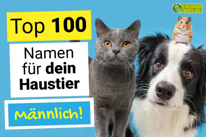 Die Top 100 - Männliche Namen für dein Haustier