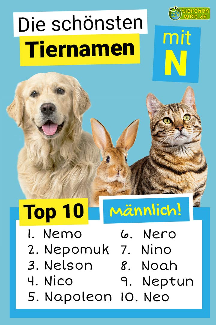 Die schönsten männlichen Tiernamen mit N