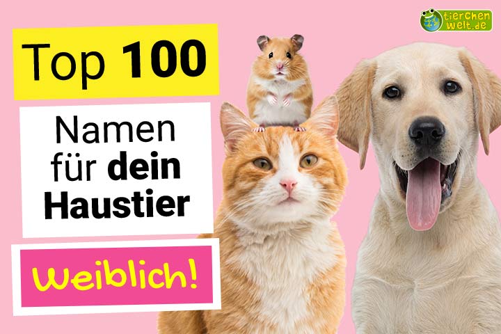 Die Top 100 - Weibliche Namen für dein Haustier
