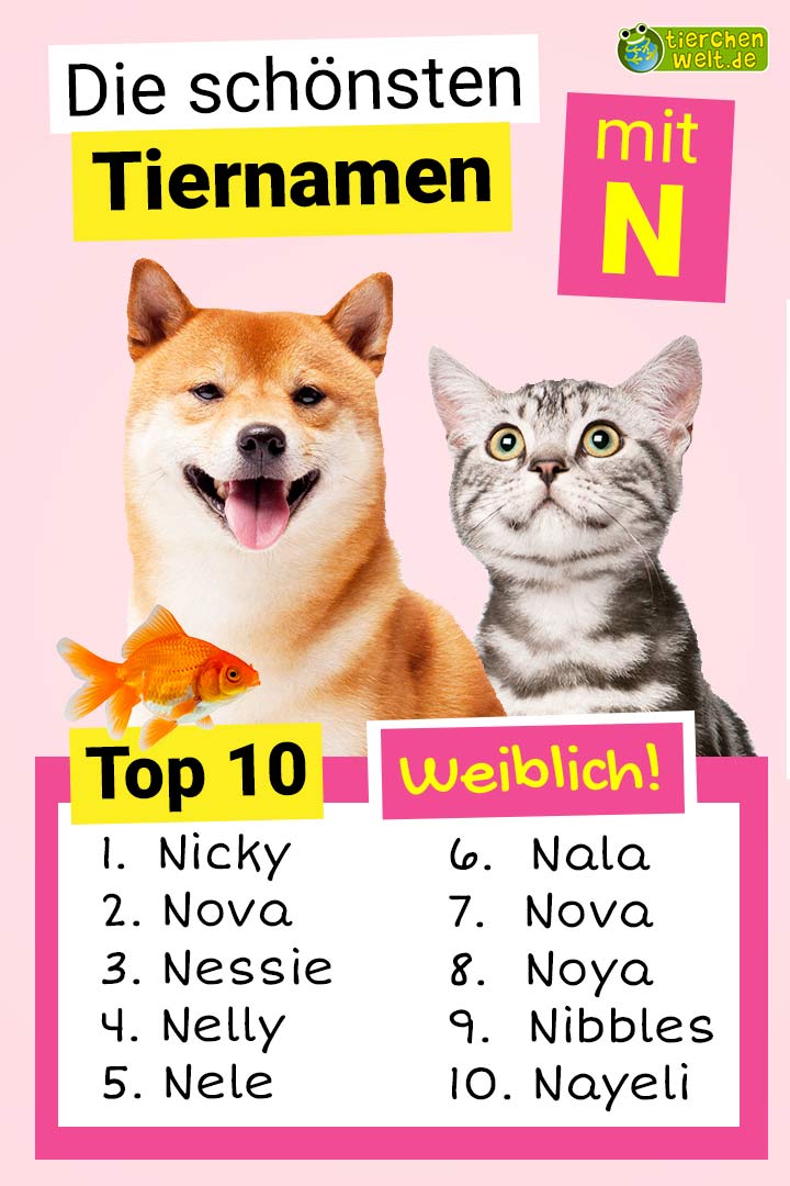 Die schönsten weiblichen Tiernamen mit N