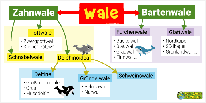 Stammbaum der Zahn- und Bartenwale