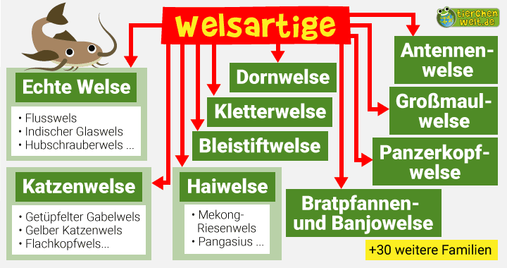 Stammbaum der Welsartigen