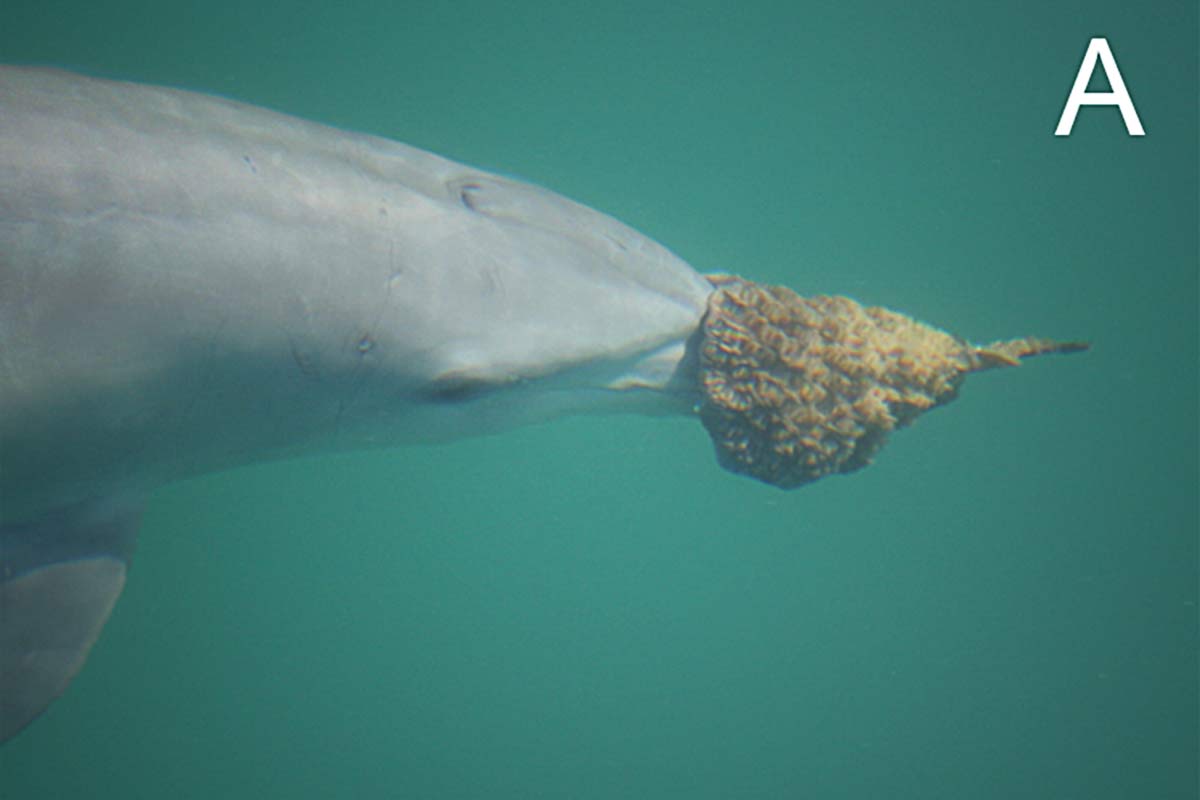 Delfin mit Schwamm im Mund