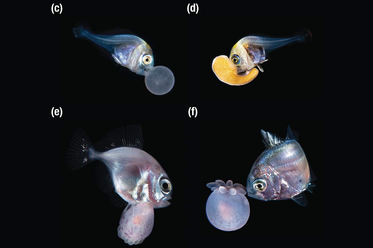 Junge Fische, die Anemonen tragen