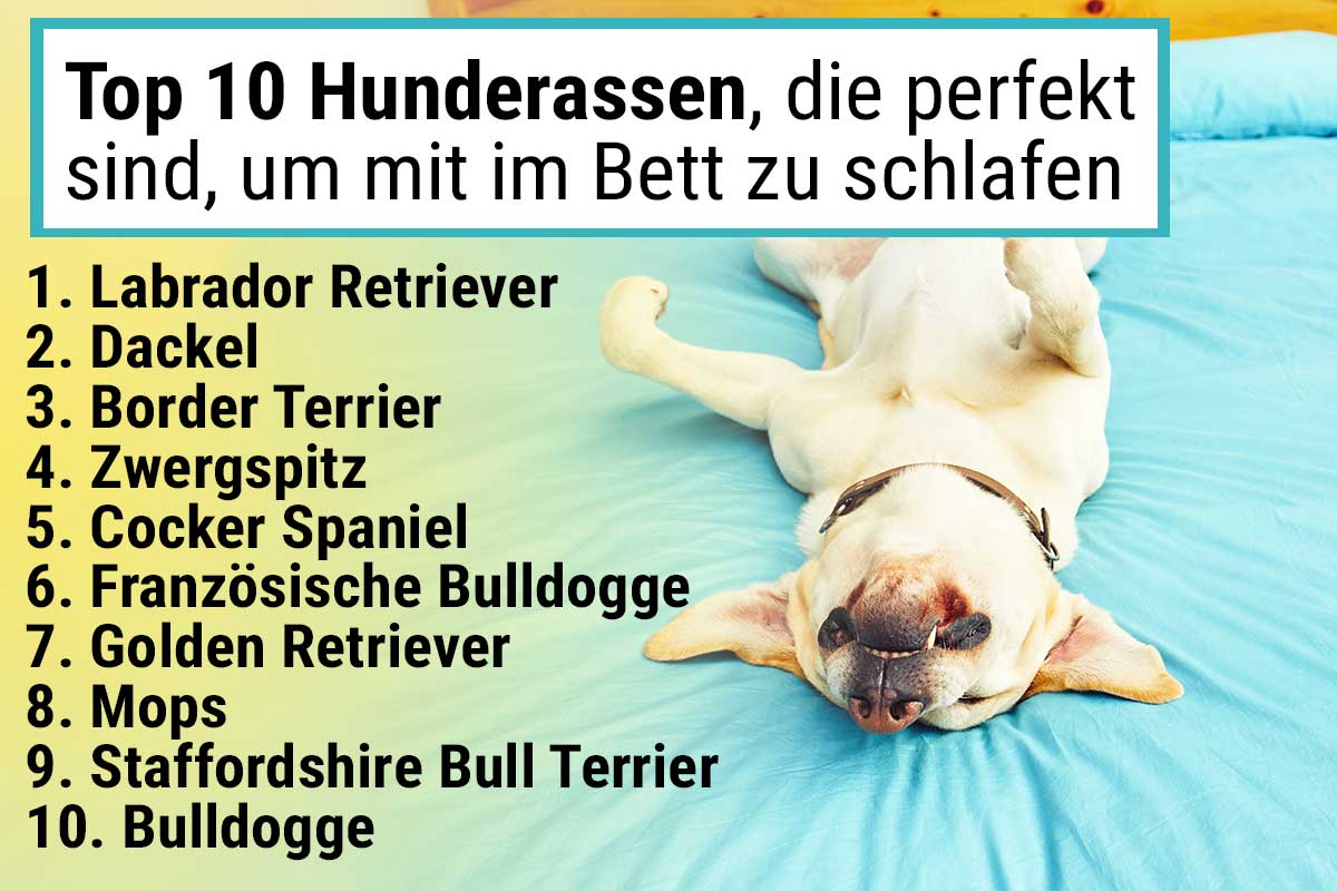 Top 10 Hunderassen, die perfekt sind, um mit im Bett zu schlafen