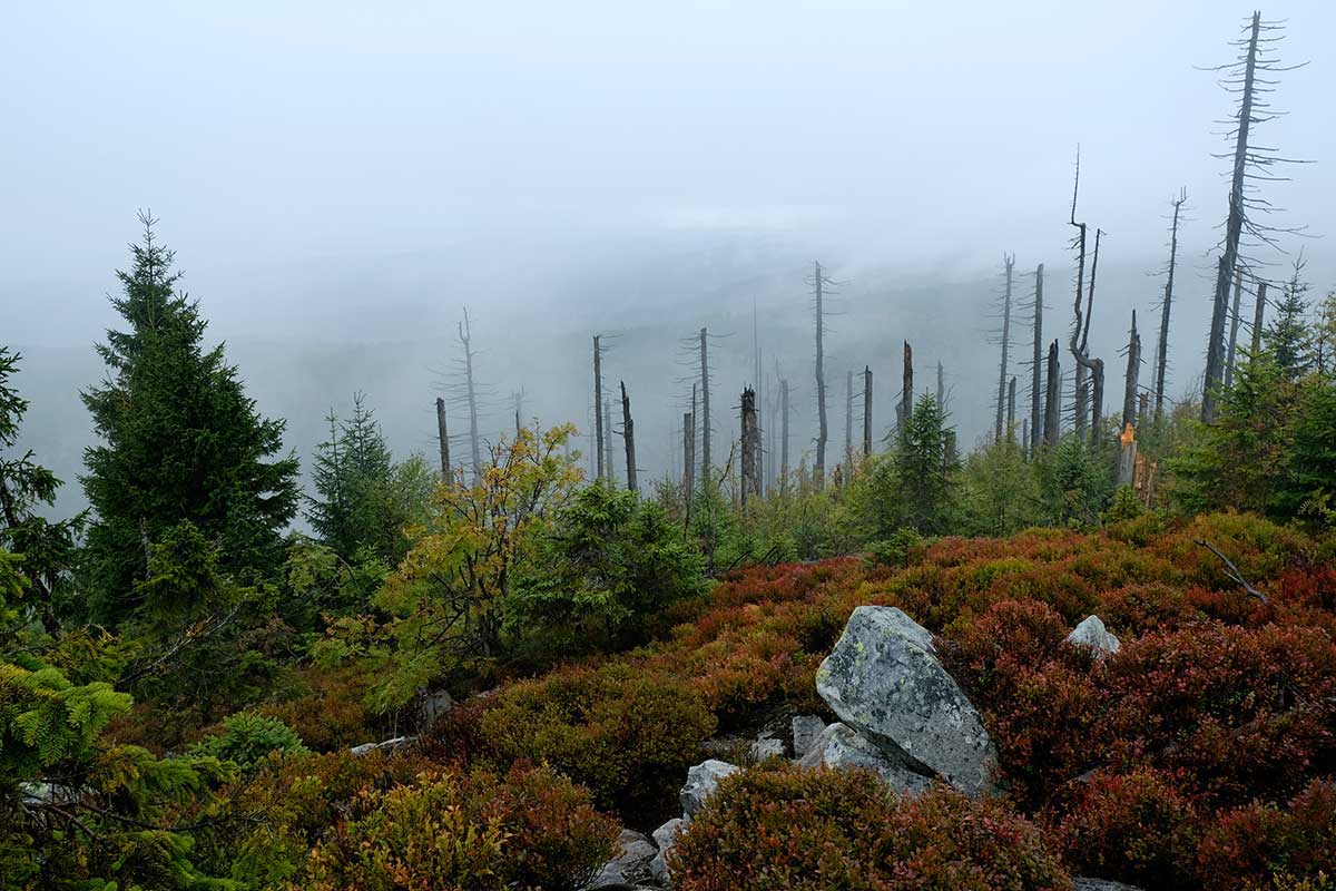 Nationalpark Bayrischer Wald