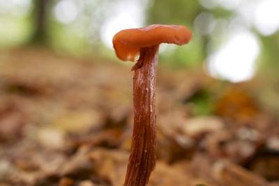 Pilze führen nach dem Regen elektrische „Gespräche“