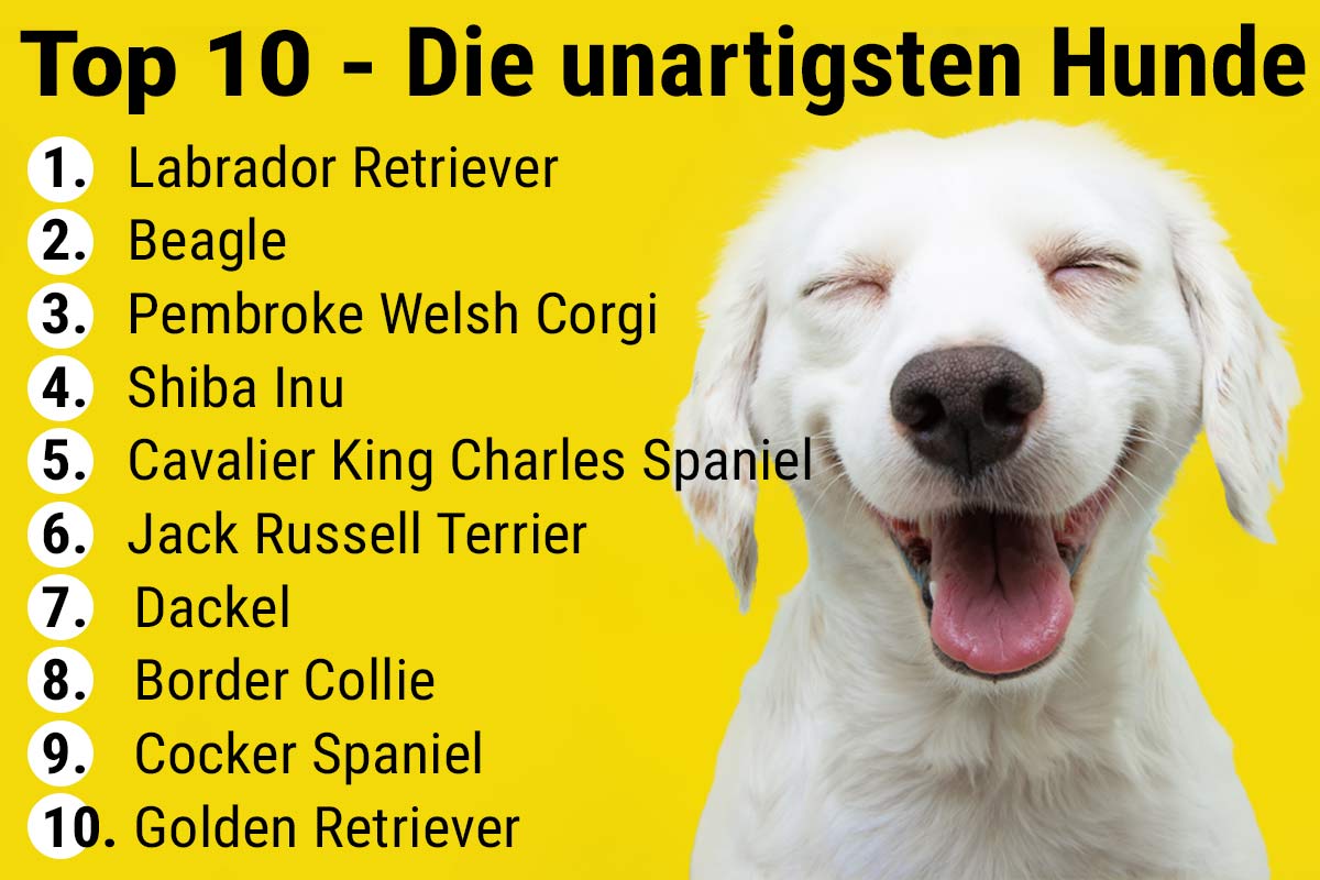 Top 10 der unartigsten Hunde