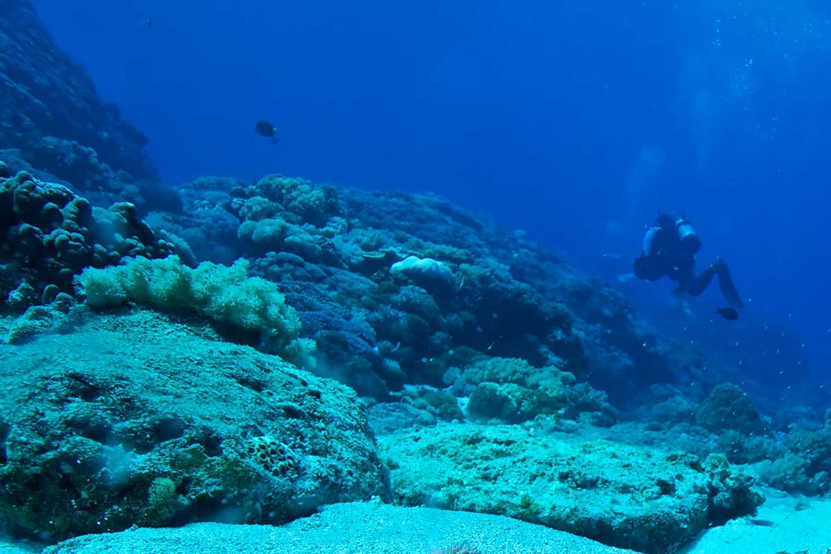 Korallenriff (nicht das kürzlich entdeckte)
