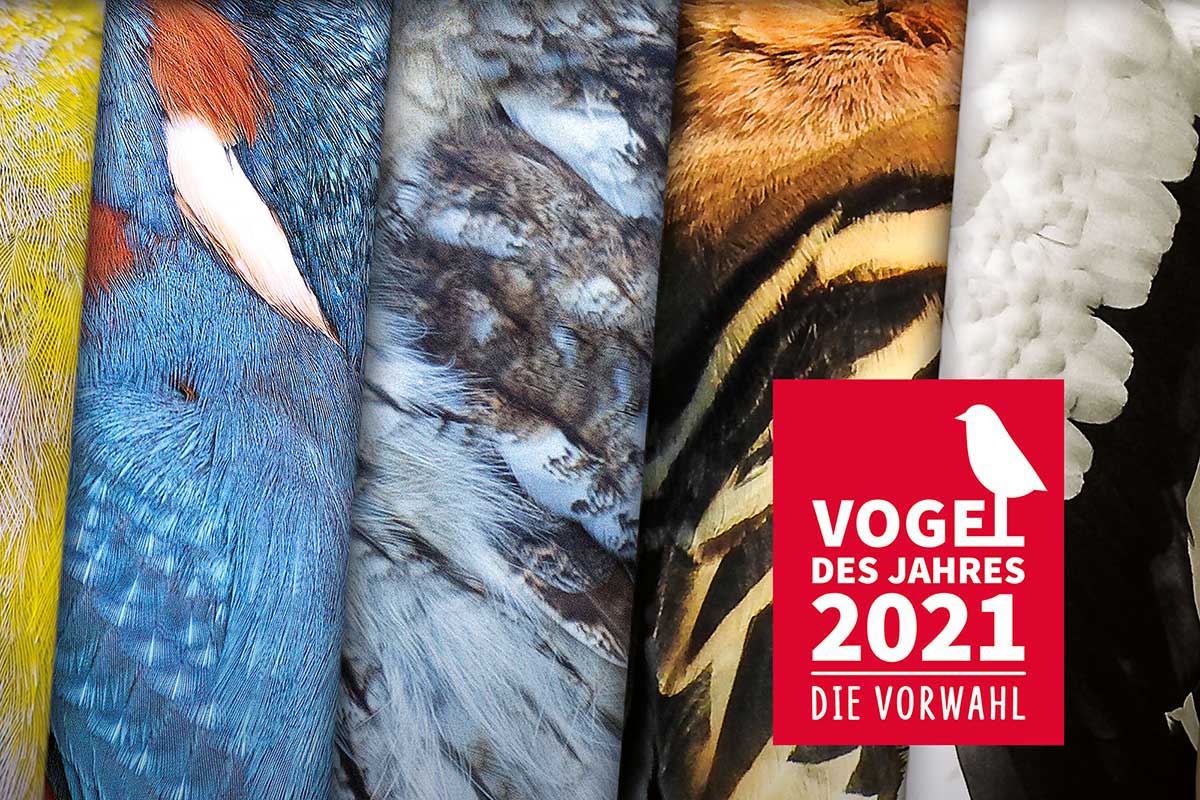 Vogel des Jahres 2021