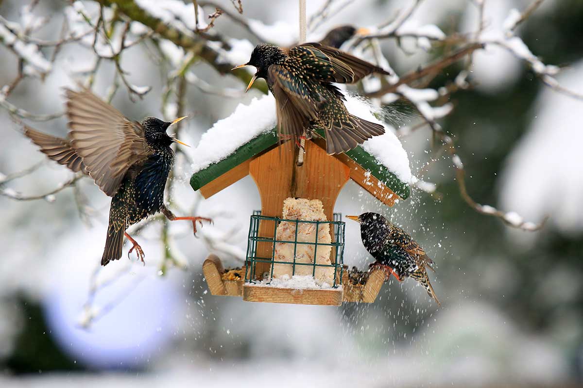 Vogelhaus mit Staren