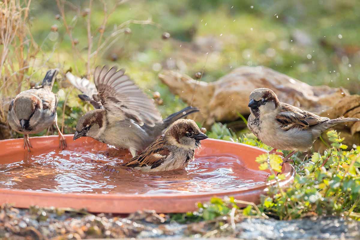 Vogeltränke