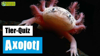 Axolotl