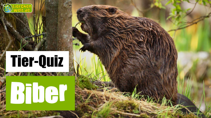 Biber-Quiz