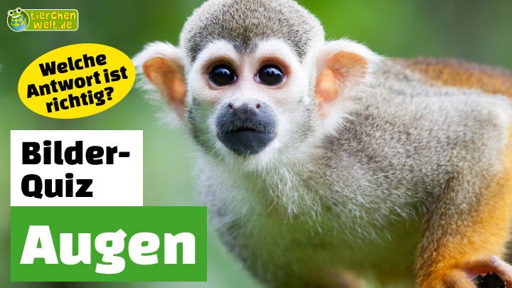 Welchem Tier gehören diese Augen?