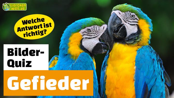 Welchem Tier gehört dieses Gefieder?