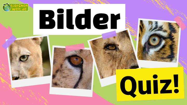 Bilder-Quiz