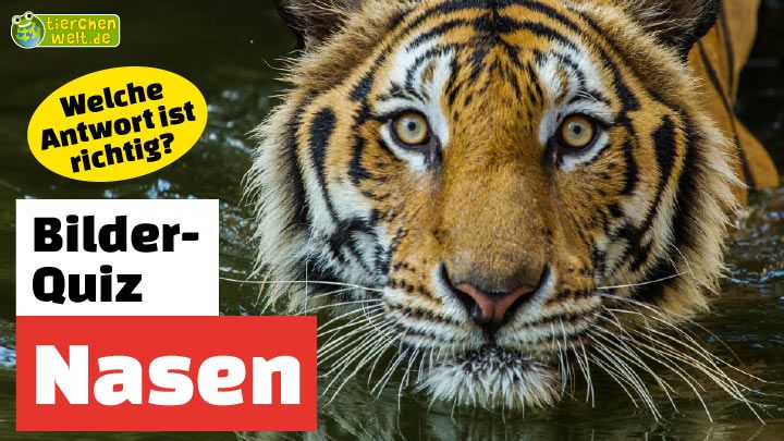 Welchem Tier gehört diese Nase?