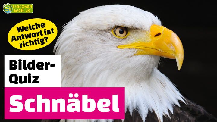 Zu welchem Tier gehört dieser Schnabel?
